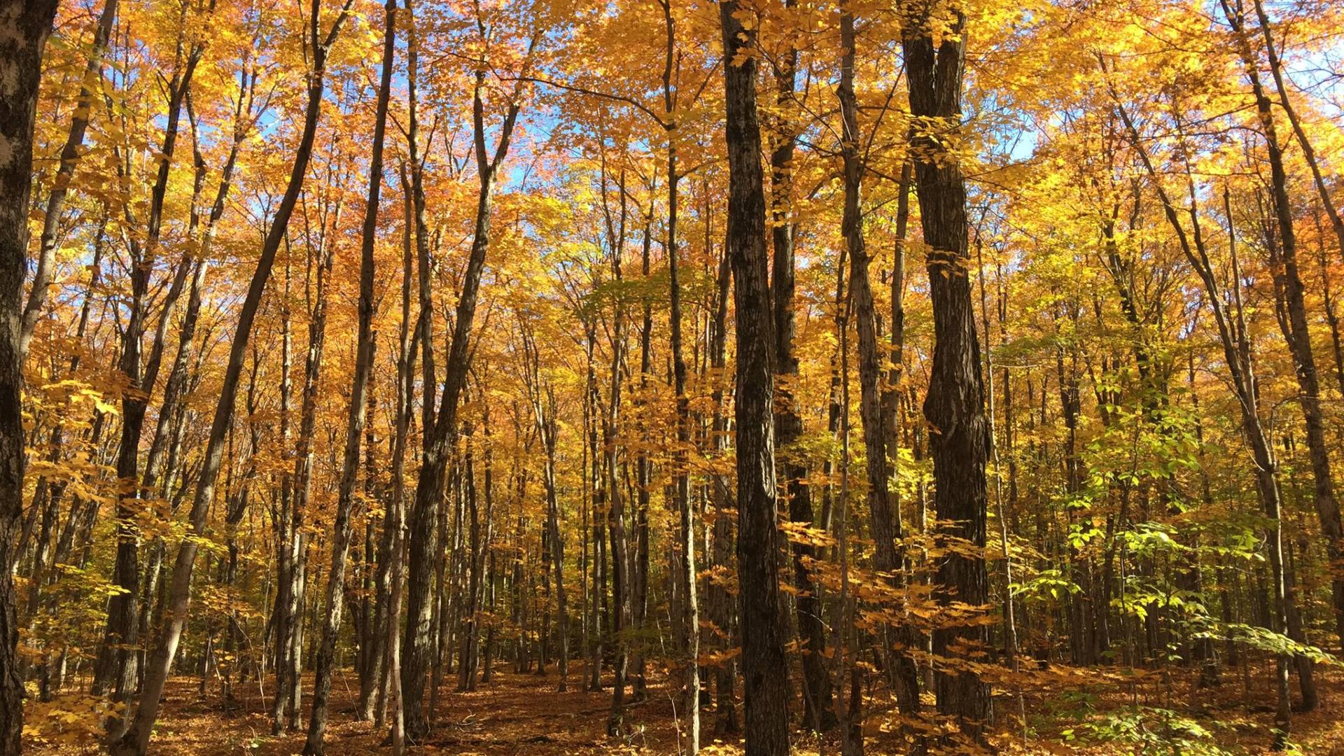 forest golden leaves in the fall