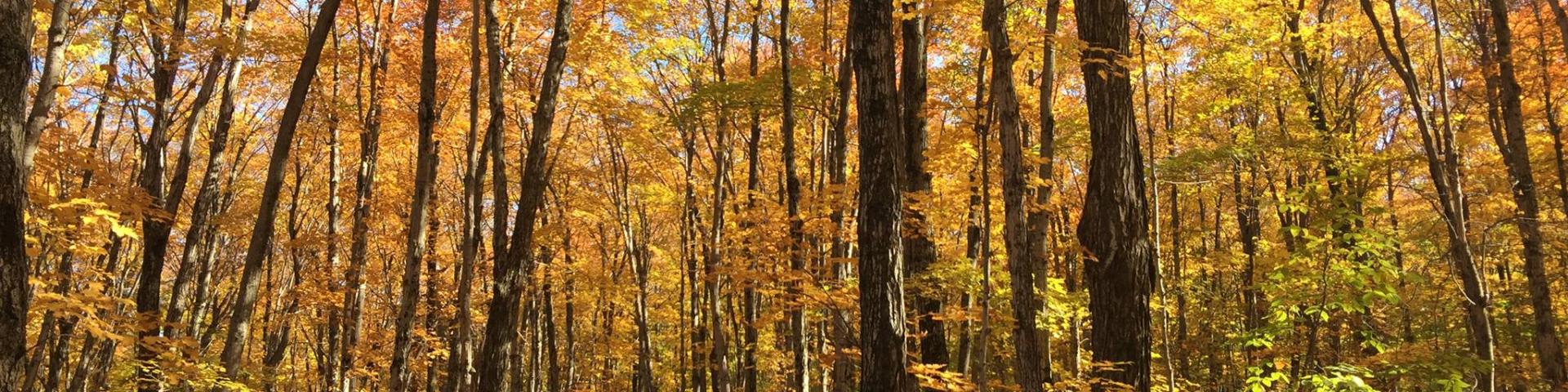 image of trees in a forest in the fall with golden leaves