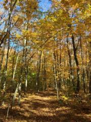 Forest trail surrounded by vibrant autumn foliage under a clear blue sky.